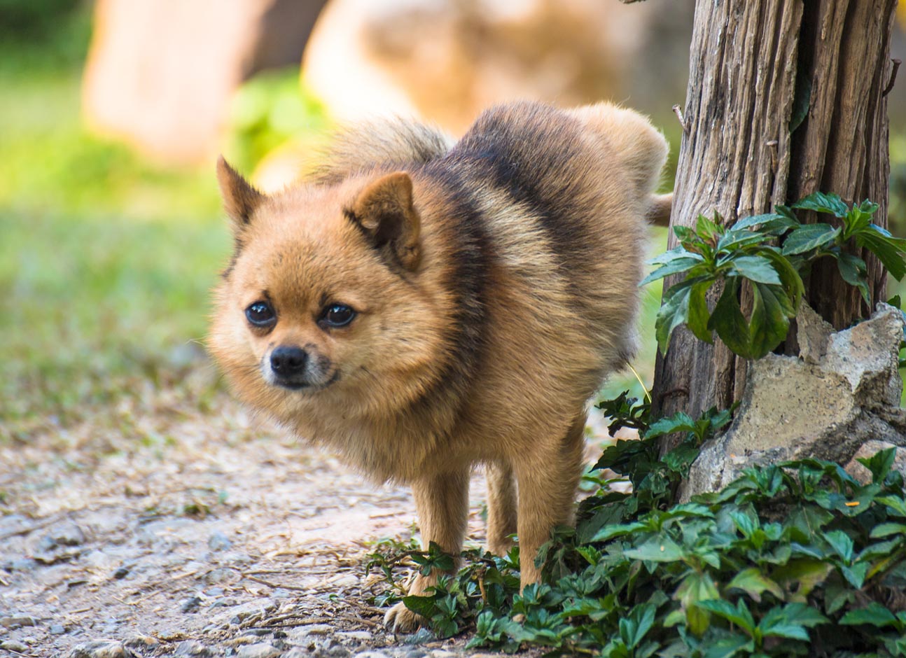 Dog and tree