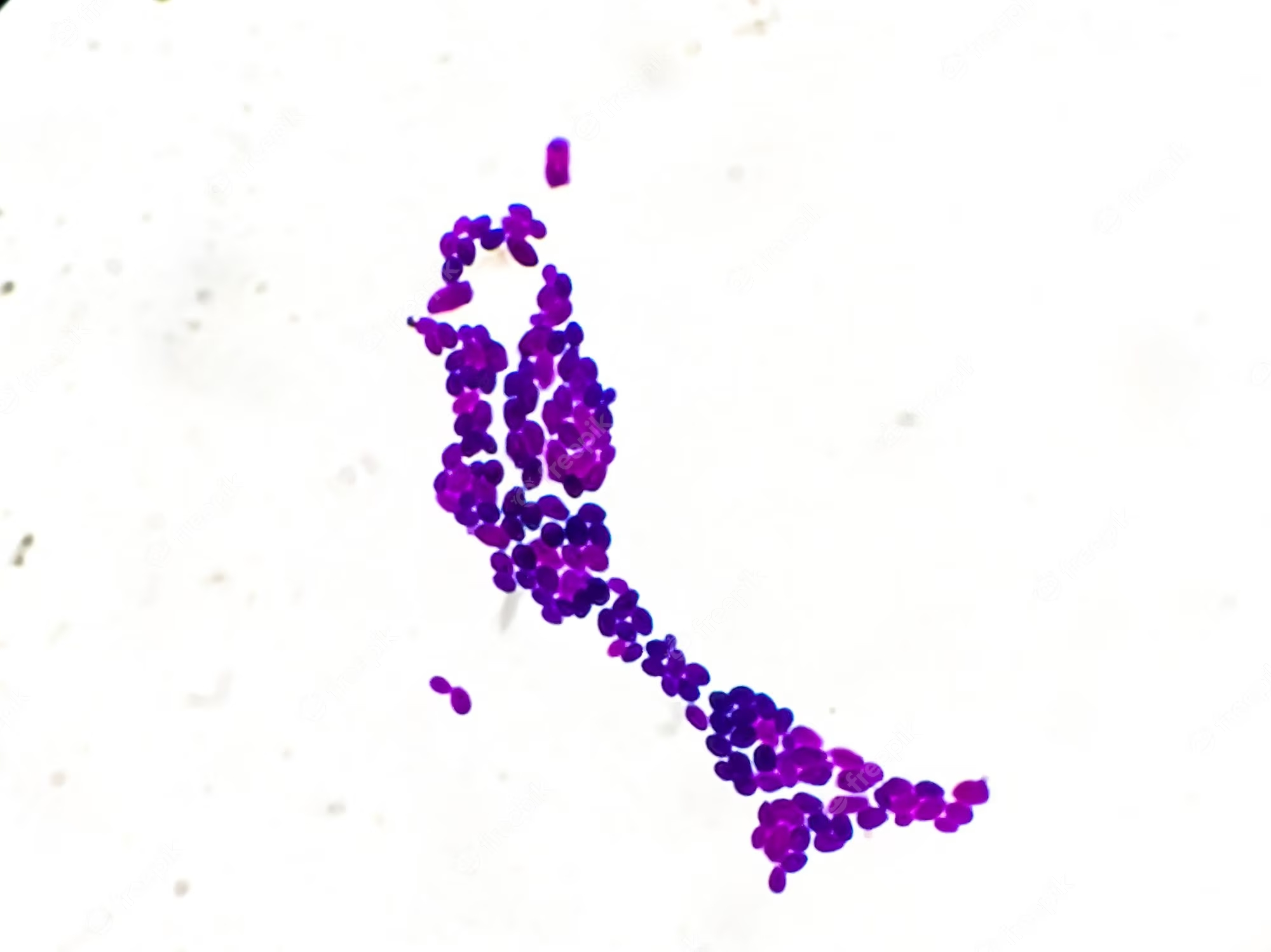 gram staining under microscopic