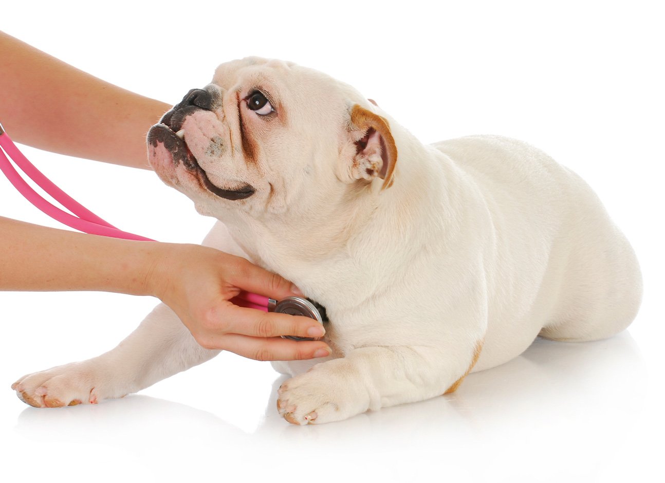 Listening dog's heart