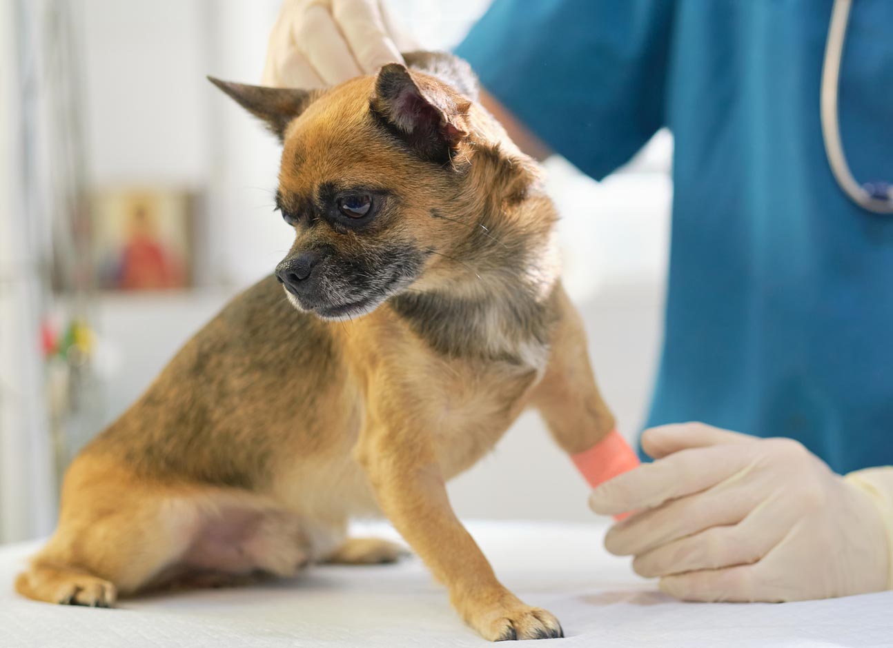 Dogs skin exam