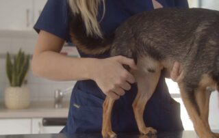 Megan Taylor and dog