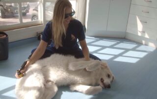 Veterinary doctor and dog