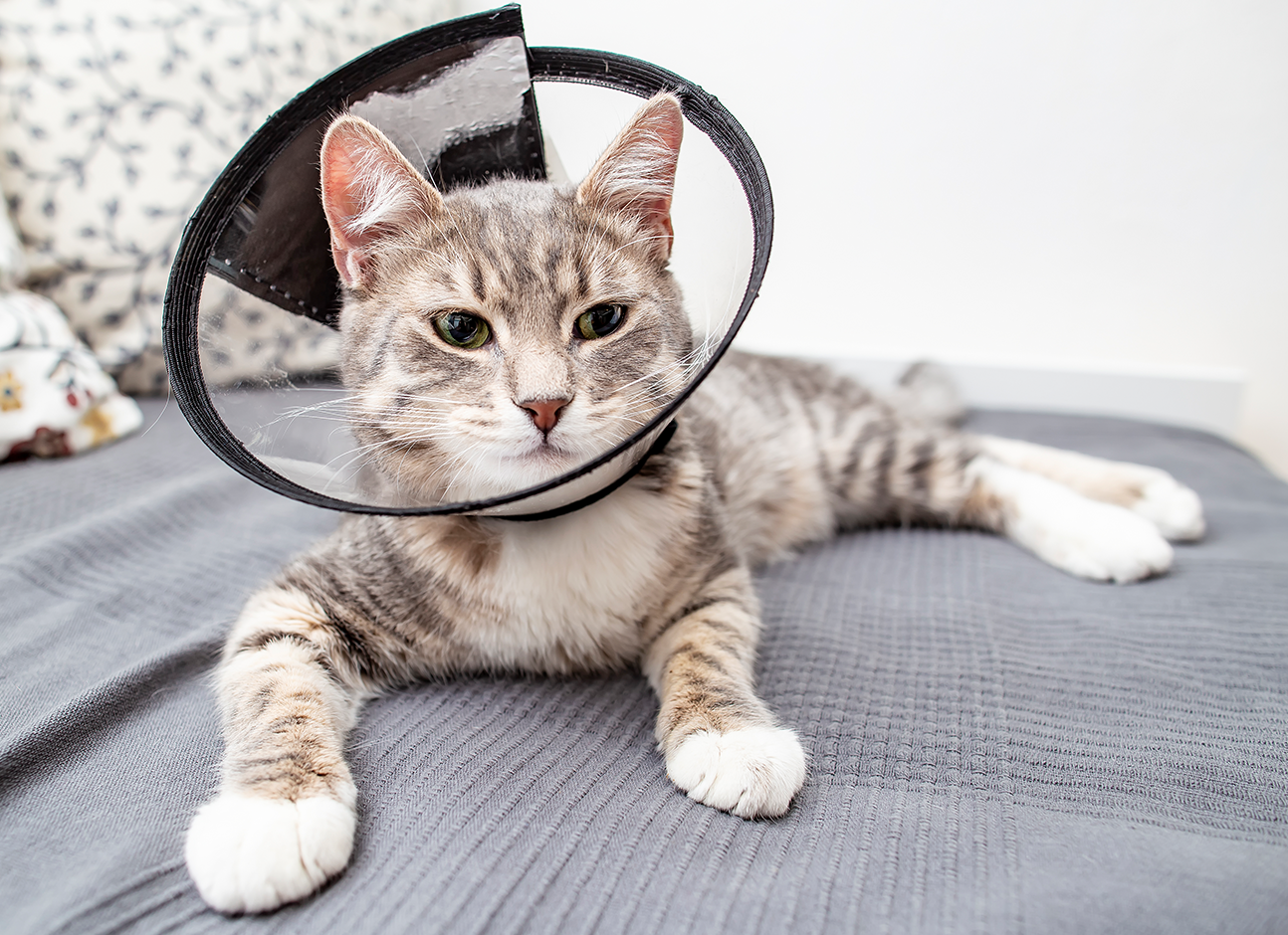 Cat in cone collar