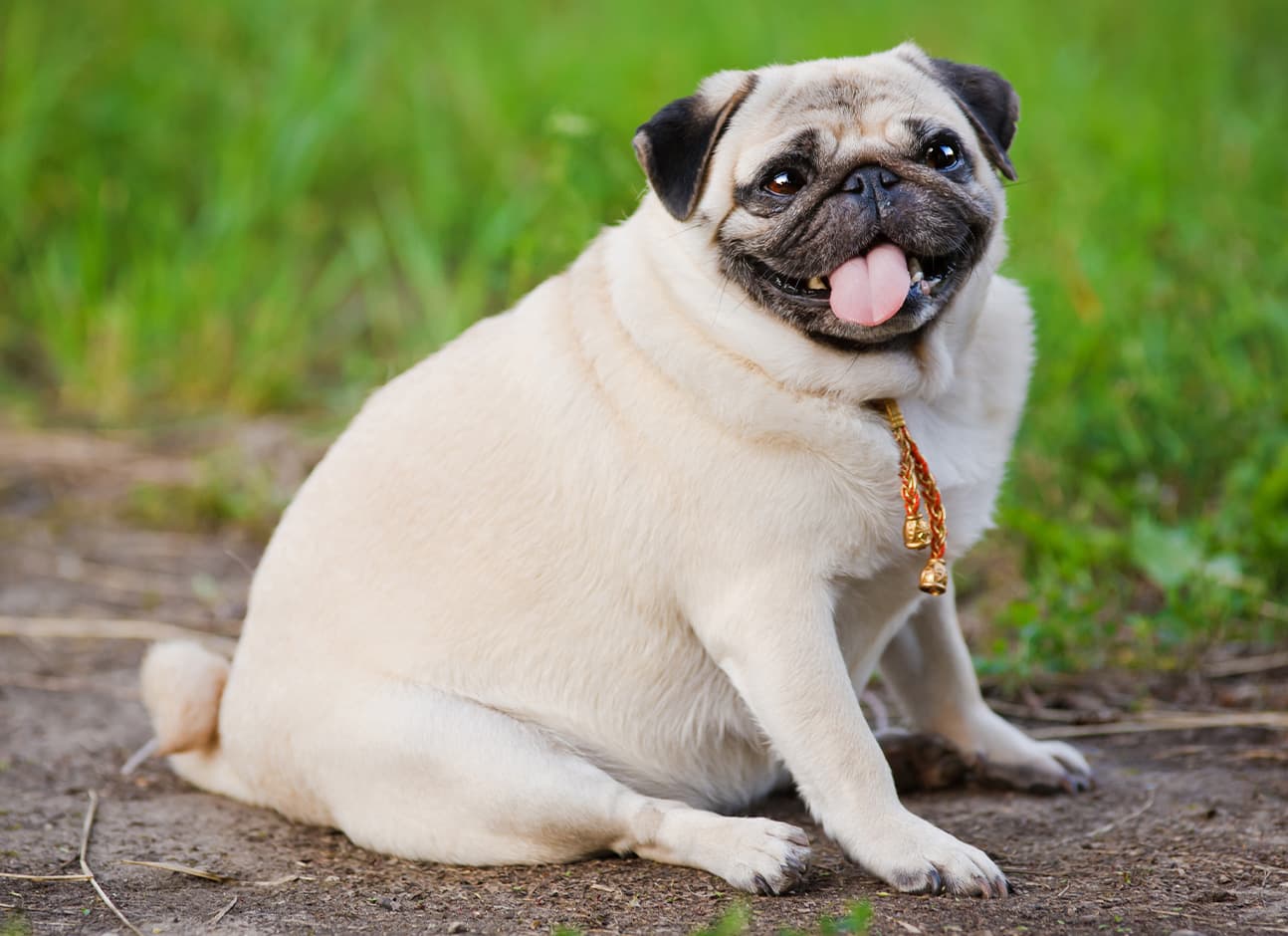 OBESITY IN DOGS