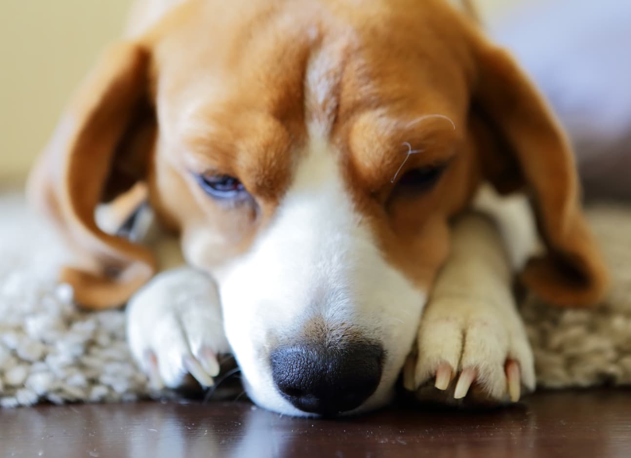 Dogs sleep paralysis