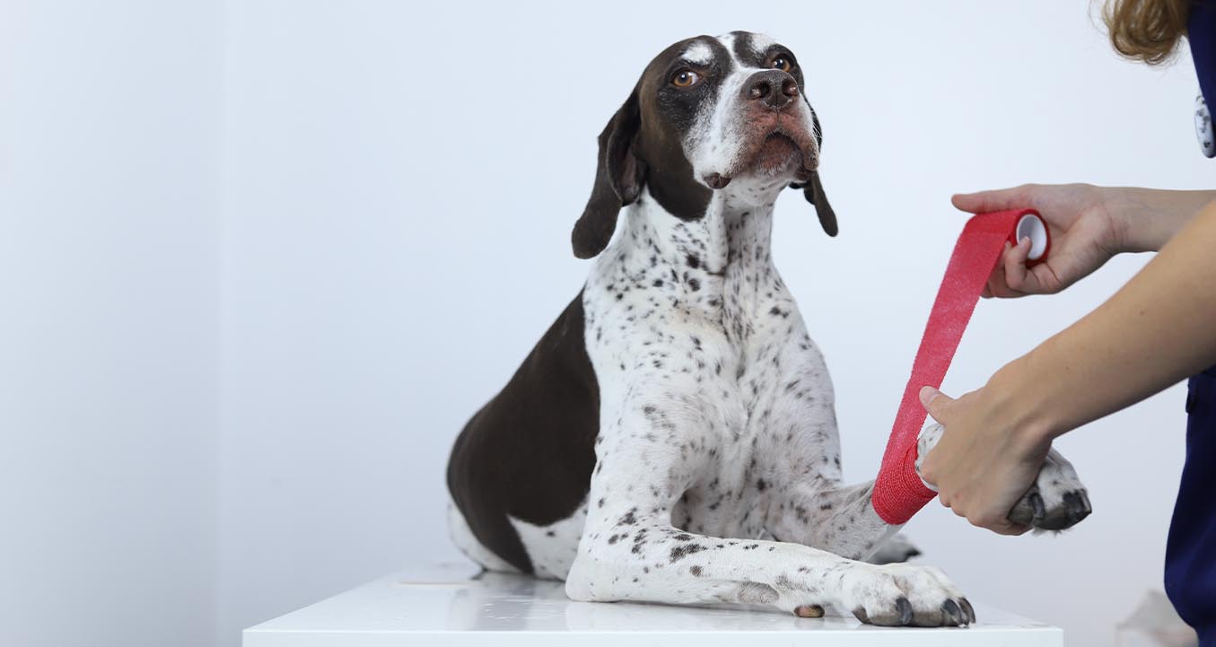 soft Bandaging dog paw