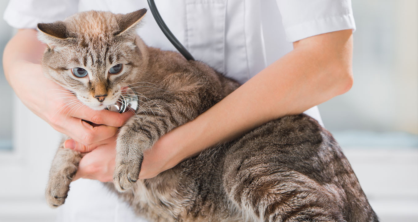 CAT SPAYING AND NEUTERING Dubai