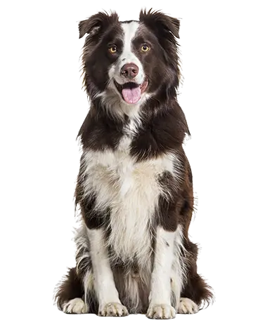 WELLNESS EXAMS WELLNESS EXAMS