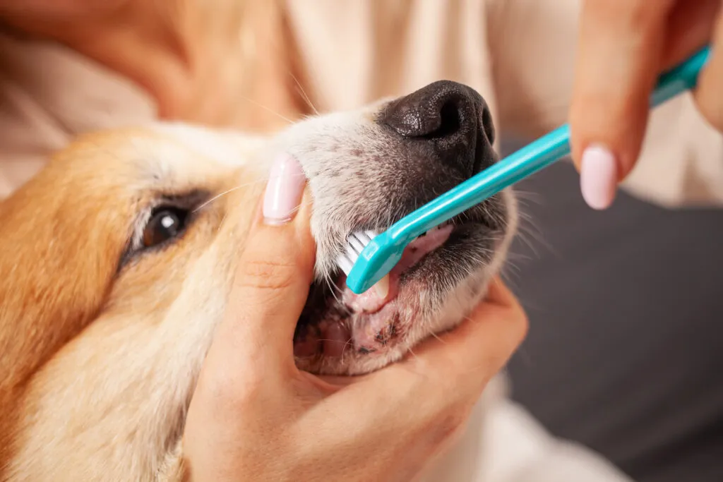 pet-dental-care-at-home