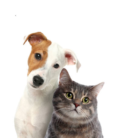 Depositphotos-bgremover_573693442_XL-1 Cat and dog