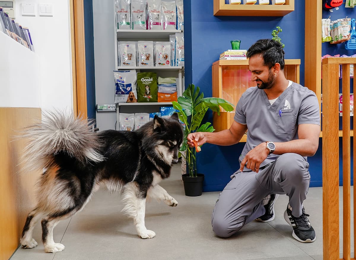 treats for dogs treats for dogs