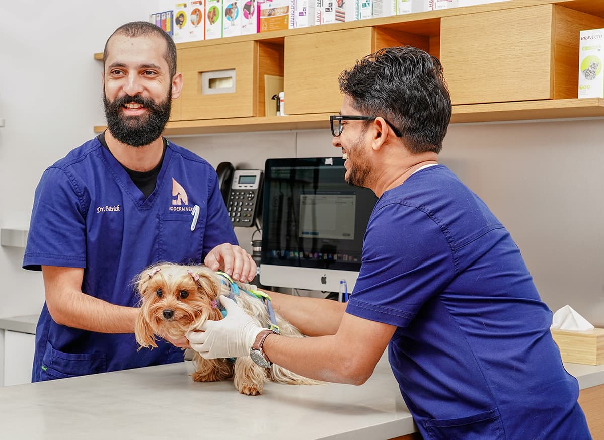 How to choose a professional veterinary clinic?