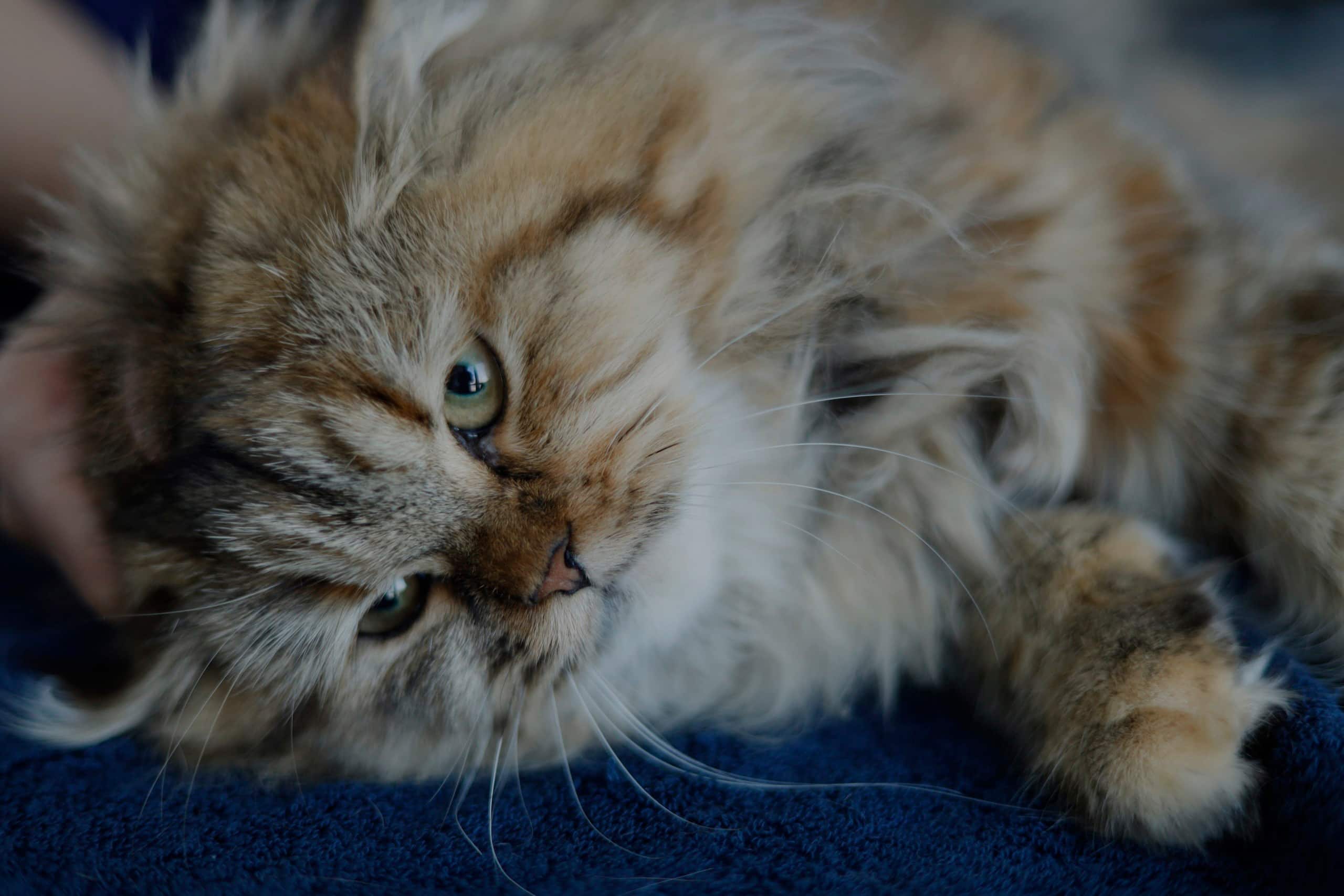 catmainpage2 Fluffy cat