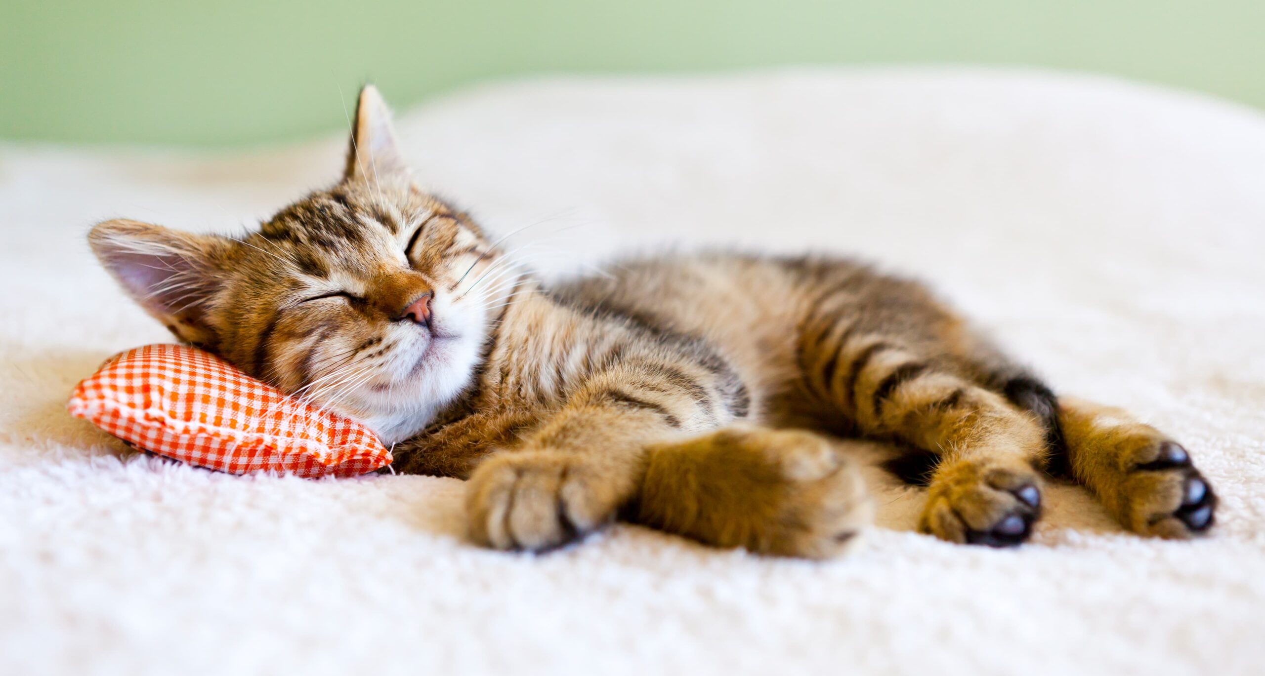 About Modernvet About Modernvet