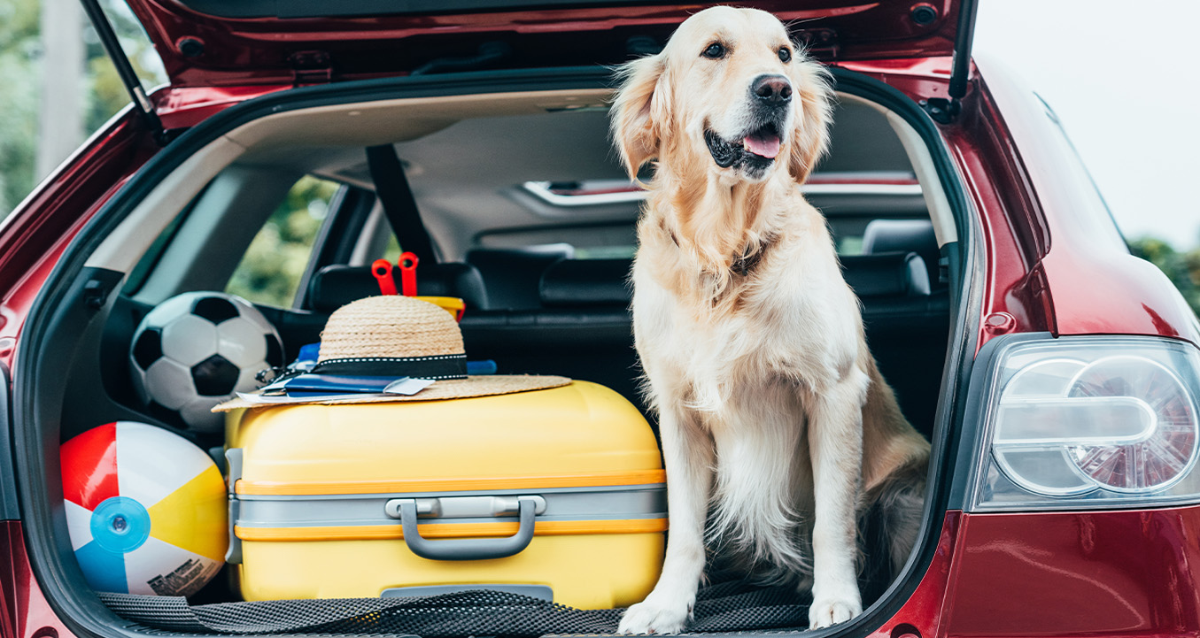 Pet relocation Dubai