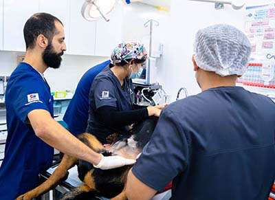 Spay&Neuter 400×291