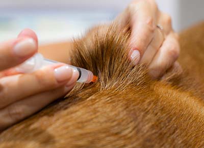 Vaccination 400×291