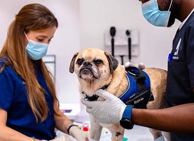 Wellness Exams 400×292