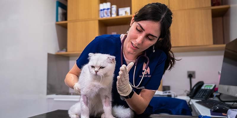 Zoetis_home_proto (1)