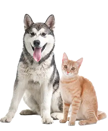 dog and cat